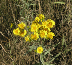 Inula linariifolia