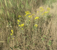 Inula linariifolia