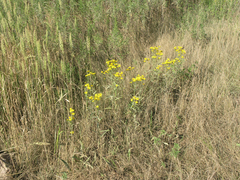 Inula linariifolia