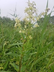 Thalictrum flavum