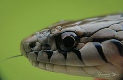 Thamnophis conanti