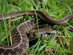 Thamnophis conanti