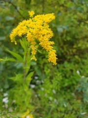Solidago gigantea