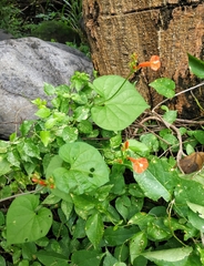 Ipomoea hederifolia