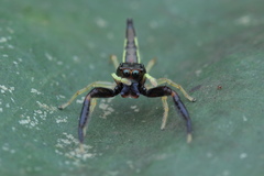 Indopadilla insularis