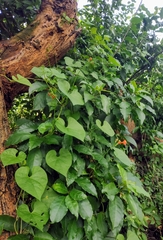 Ipomoea hederifolia