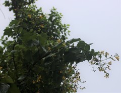 Erinocarpus nimmonii