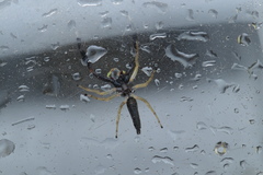 Indopadilla insularis