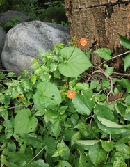 Ipomoea hederifolia