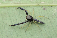 Indopadilla insularis