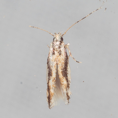 Melanocinclis lineigera