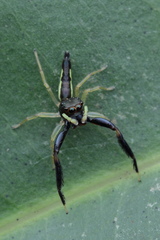 Indopadilla insularis
