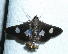 Diaphania exclusalis