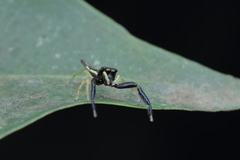 Indopadilla insularis