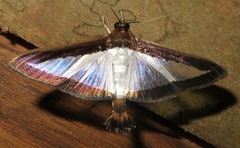 Diaphania hyalinata