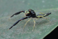 Indopadilla insularis