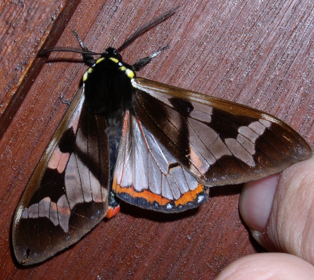 Dysschema leda