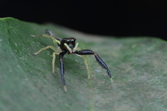 Indopadilla insularis