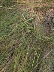 Plantago maritima juncoides