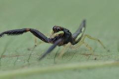 Indopadilla insularis