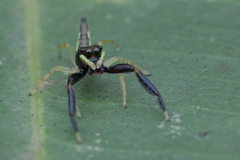 Indopadilla insularis