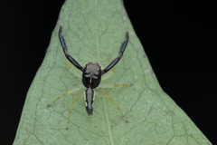 Indopadilla insularis