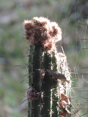 Praecereus euchlorus