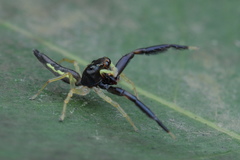 Indopadilla insularis
