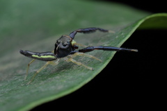 Indopadilla insularis