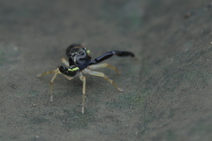 Indopadilla insularis