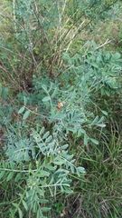 Indigofera lindheimeriana