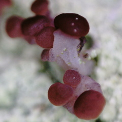 Baeomyces rufus