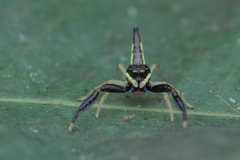 Indopadilla insularis