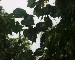Erinocarpus nimmonii