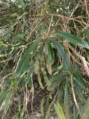 Acridocarpus natalitius natalitius