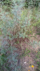 Indigofera lindheimeriana