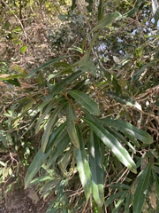 Acridocarpus natalitius natalitius