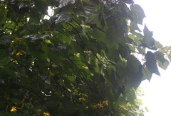 Erinocarpus nimmonii