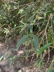 Acridocarpus natalitius natalitius