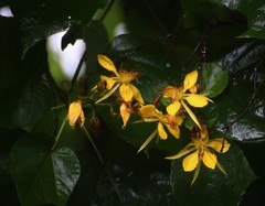 Erinocarpus nimmonii
