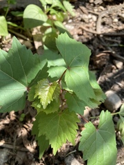 Vitis