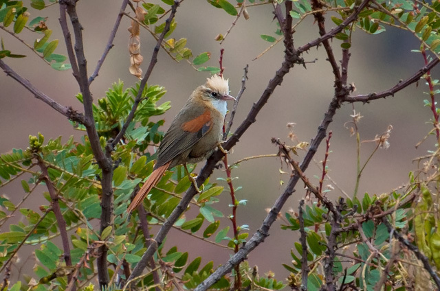 Crested Spinetail photo