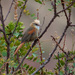 Creamy-crested Spinetail - Photo (c) Cláudio Dias Timm, some rights reserved (CC BY-NC-SA)
