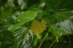 Erinocarpus nimmonii
