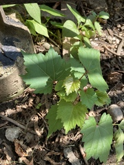 Vitis