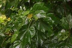 Erinocarpus nimmonii
