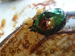 Lagochile emarginata