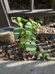 Vitis