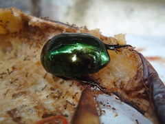 Lagochile emarginata