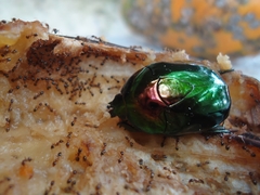 Lagochile emarginata